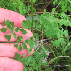 Thalictrum fendleri