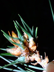 Thecodiplosis piniradiatae