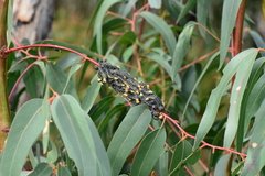 Perga affinis