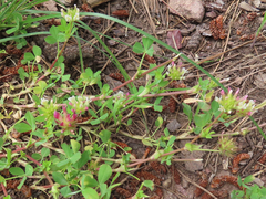 Trifolium pinetorum