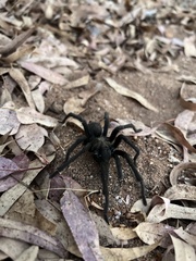 Aphonopelma