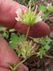 Trifolium pinetorum
