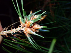 Thecodiplosis piniradiatae