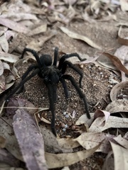 Aphonopelma