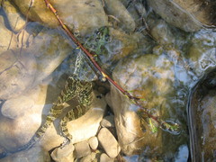 Pelophylax kurtmuelleri