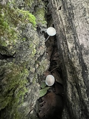 Mycena subcaerulea