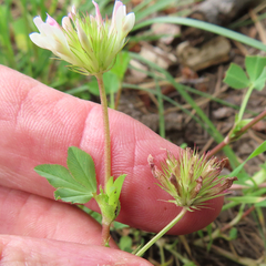 Trifolium pinetorum