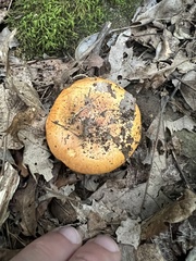 Cortinarius