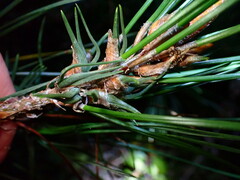 Thecodiplosis piniradiatae