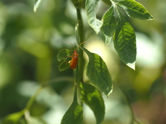 Chrysomeloidea