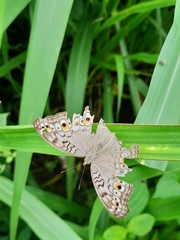 Junonia atlites
