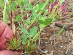 Trifolium pinetorum