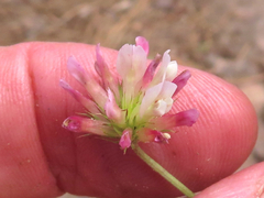 Trifolium pinetorum
