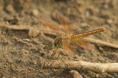 Brachythemis contaminata
