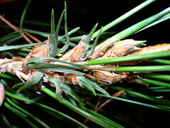 Thecodiplosis piniradiatae