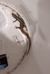 Plestiodon skiltonianus