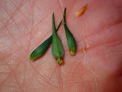 Thecodiplosis piniradiatae