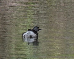 Tachybaptus dominicus