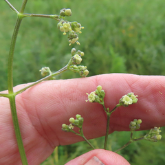 Valeriana edulis