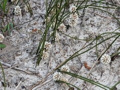Lomandra juncea