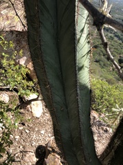 Isolatocereus dumortieri