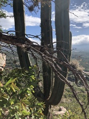 Isolatocereus dumortieri