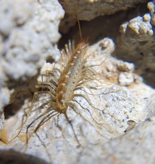 Scutigera linceci