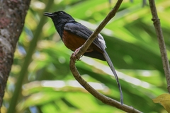 Copsychus malabaricus