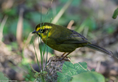 Atlapetes citrinellus