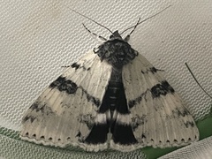Catocala relicta