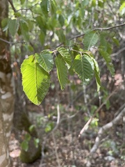 Carpinus orientalis
