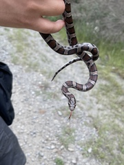 Lampropeltis triangulum