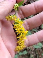 Solidago arguta