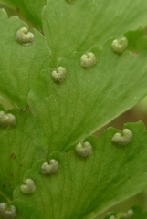 Adiantum diaphanum