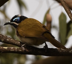 Entomyzon cyanotis