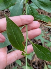 Solidago arguta