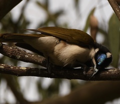 Entomyzon cyanotis