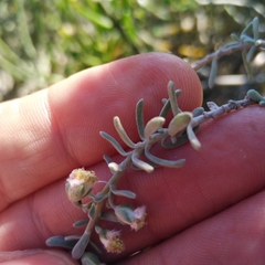 Eriocephalus racemosus