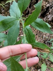 Solidago arguta