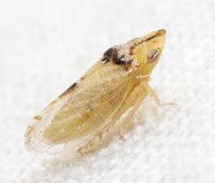 Xerophloea viridis