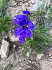 Penstemon strictus