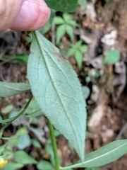 Solidago arguta