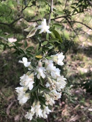 Chamaecytisus prolifer