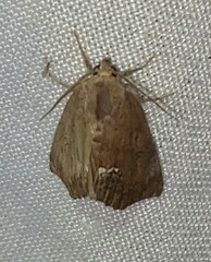 Hypsoropha hormos