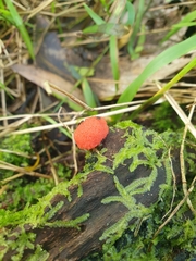 Tubifera ferruginosa