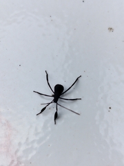 Leptoglossus gonagra