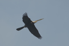 Anhinga melanogaster