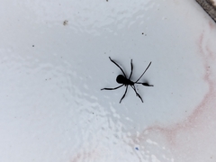 Leptoglossus gonagra