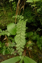 Adiantum diaphanum