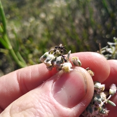 Eriocephalus racemosus